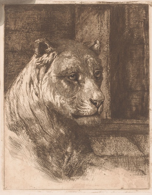 Head of a reclining lioness