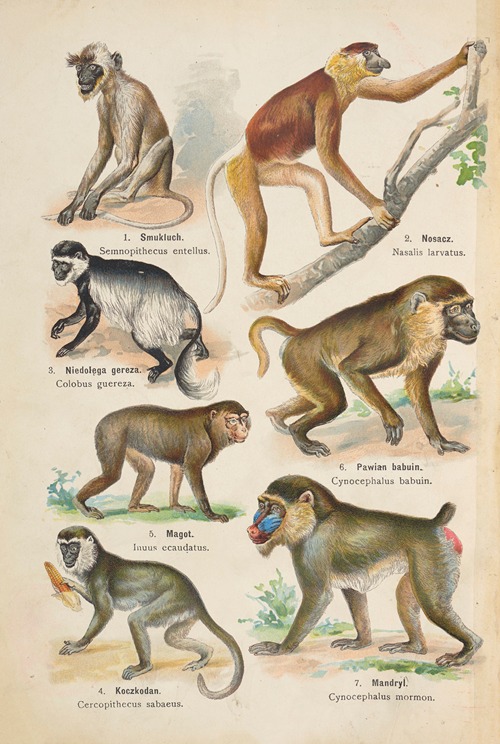 Atlas państwa zwierzęcego Pl.34
