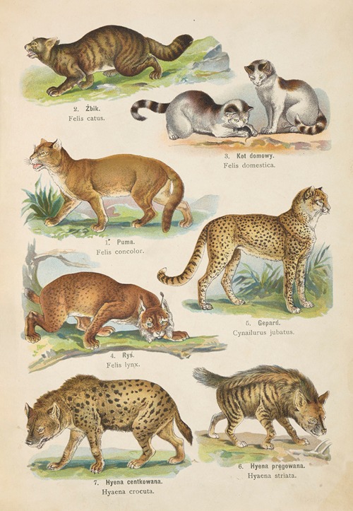 Atlas państwa zwierzęcego Pl.39