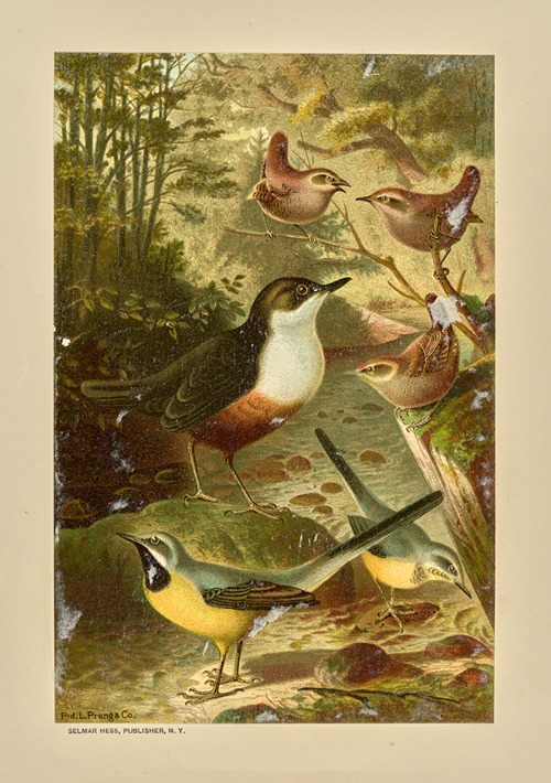 Dipper, Wagtails, and Wrens.