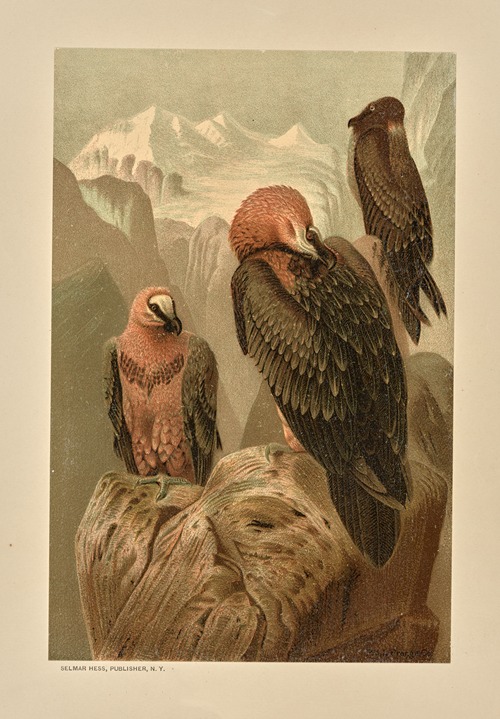 Lammergeyer