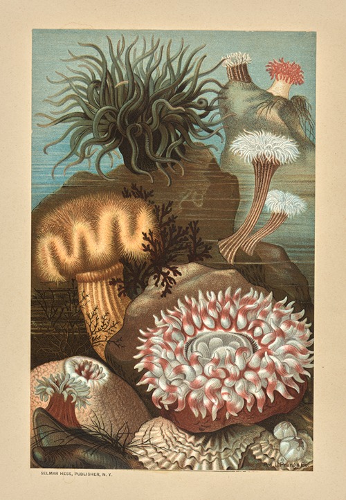 Sea Anemones