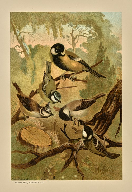 Titmice