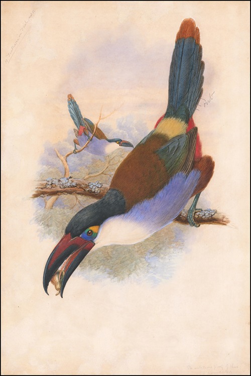 Black-Billed Mountain Toucan (Andigena nigrirostris)