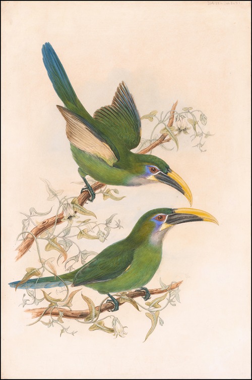 Yellow-billed toucanets (Aulacorhynchus sulcatus calorhynchus)