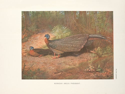 Bornean Argus Pheasant (Argusianus grayi).