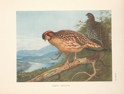 Cabot’s Tragopan (Tragopan caboti).