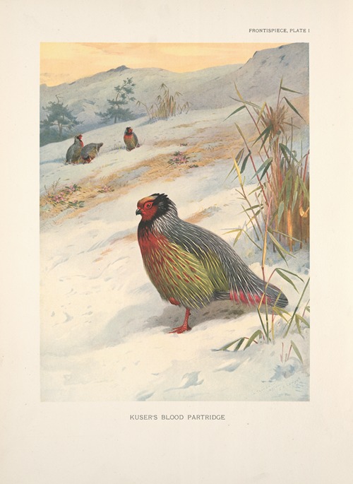 Kuser’s Blood Partridge (Ithagenes kuseri).