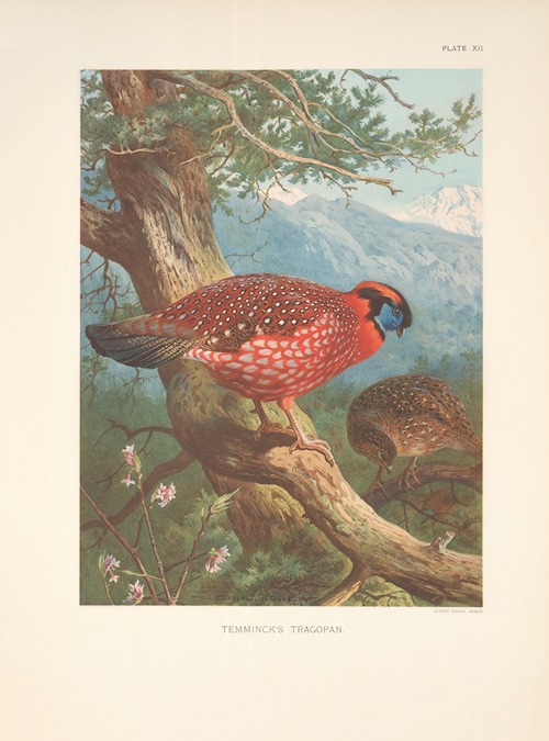 Temminck’s Tragopan (Tragopan temmincki).