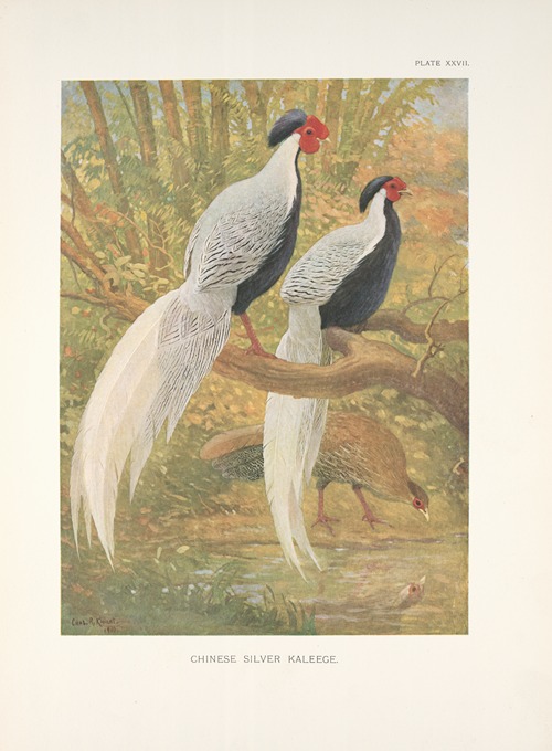 Chinese Silver Kaleege (Gennaeus nycthemerus).