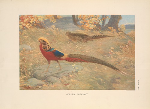 Golden Pheasant (Chrysolophus pictus).