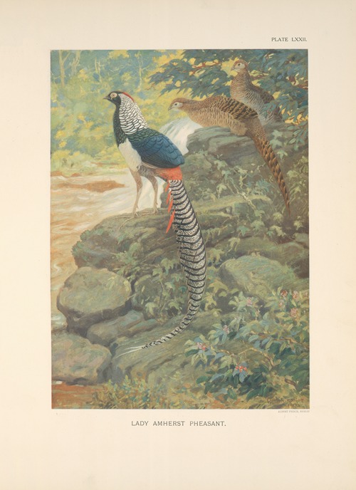 Lady Amherst Pheasant (Chrysophus amherstiae).