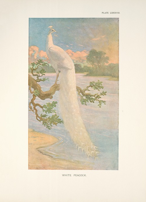 White Peacock