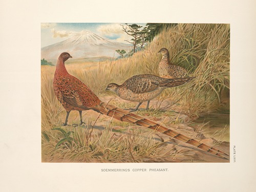 Soemmering’s Copper Pheasant (Syrmaticus soemmerringi soemmerringi).