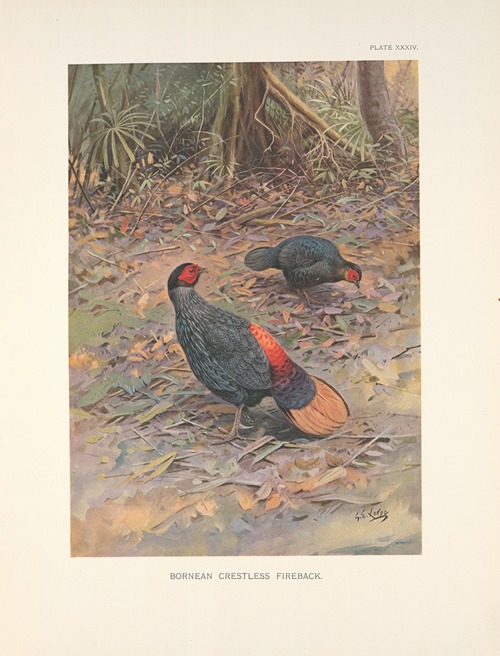 Bornean Crestless Fireback (Acomus pyronotus)