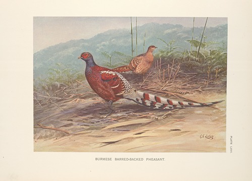 Burmese Barred-backed Pheasant (Syrmaticus humiae burmanicus).