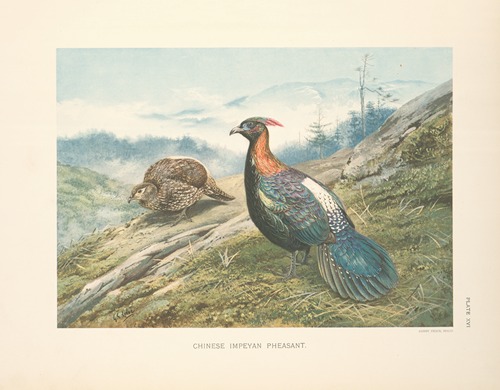 Chinese Impeyan Pheasant (Lophophorus lhuysii).