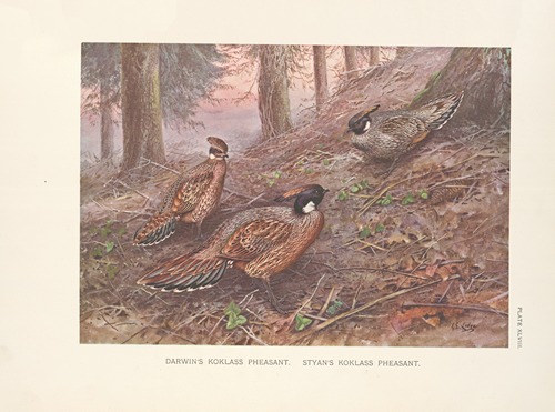 Darwin’s Koklass Pheasants; Styan’s Koklass Pheasants.