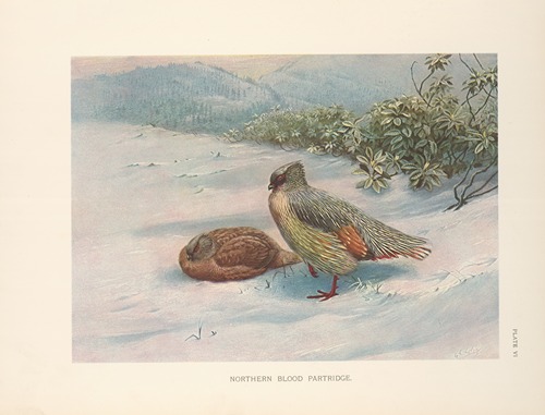 Geoffroy’s Blood Partridge (Ithagenes geoffroyi).