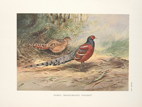 Hume’s Barred-necked Pheasant (Syrmaticus humiae humiae).