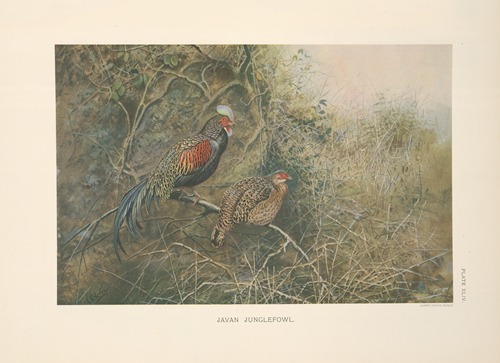 Javan Junglefowl (Gallus varius).