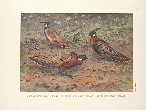 Kashmir Koklass Pheasant, Western Koklass Pheasant, Nepal Koklass Pheasants