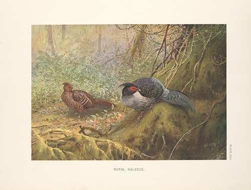 Nepal Kaleege (Gennaeus leucomelanus).