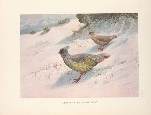 Northern Blood Partridge (Ithagenes sinensis).