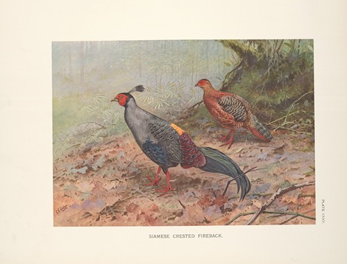 Siamese Crested Fireback (Lophura diardi).