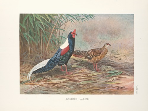 Swinhoe’s Kaleege (Gennaeus swinhoii).