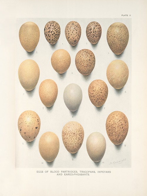 Eggs of Blood Partridges, Tragopans, Impeyans and Eared -Pheasants.