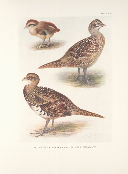 Plumages of Reeves’s and Elliot’s Pheasants