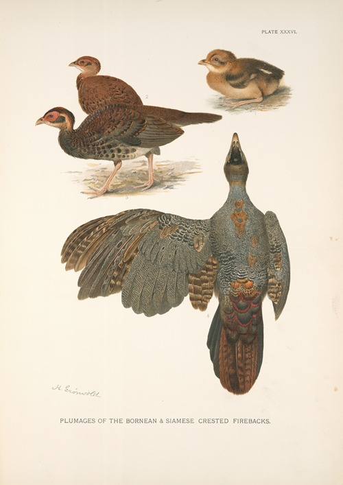 Plumages of the Bornean and Siamese Crested Fireback (Lophura ignita and Lophura diardi).