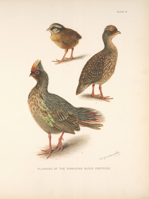 Plumages of the Himalayan Blood Partridge.
