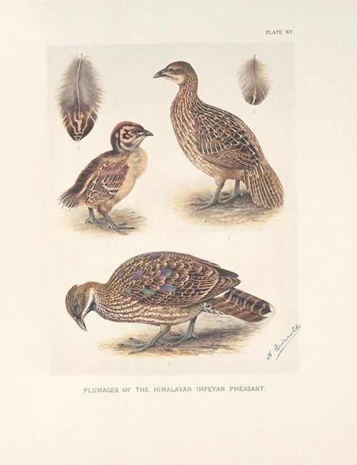 Plumages of the Himalayan Impeyan Pheasant (Lophophorus impeyanus).