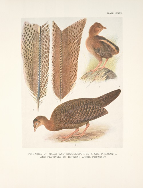 Primaries of Malay and Double-spotted Argus Pheasants and plumages of Bornean Argus Pheasant.