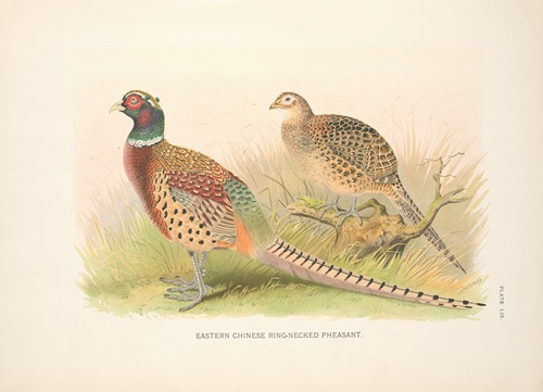 Eastern Chinese Ring-necked Phaesant (Phasianus colchicus torquatus).