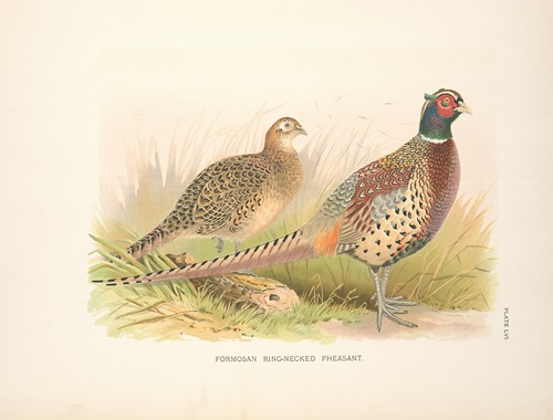 Formosa Ring-necked Pheasant (Phasianus colchicus formasanus).