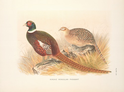 Kirghiz Mongolian Pheasant (Phasianus colchicus mongolicus).