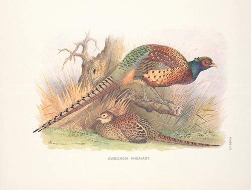 Kweichow Pheasant (Phasianus colchicus decollatus).