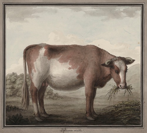 Iphinasse vieille