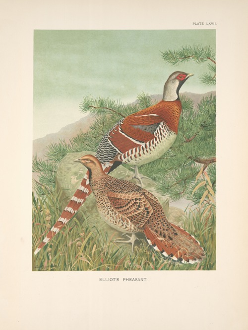 Elliot’s Pheasant (Syrmaticus ellioti).