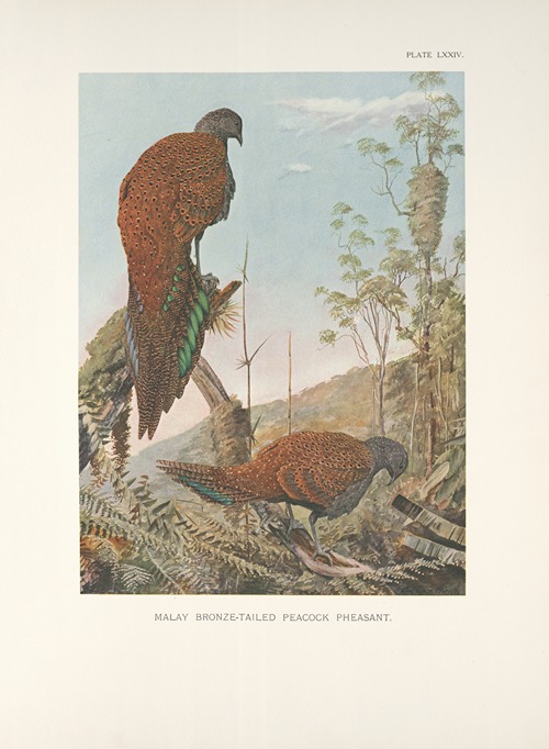 Malay Bronze-tailed Peacock Pheasant (Chalcurus inopinatus).