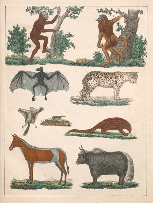 Natural History (Galerya obrazowa zwiérząt czyli Historya naturalna) Pl.02