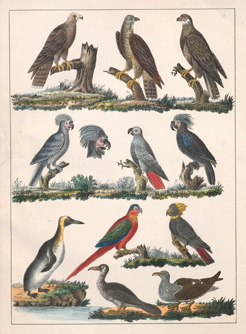 Natural History (Galerya obrazowa zwiérząt czyli Historya naturalna) Pl.06