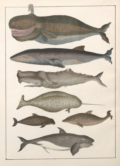 Natural History (Galerya obrazowa zwiérząt czyli Historya naturalna) Pl.09