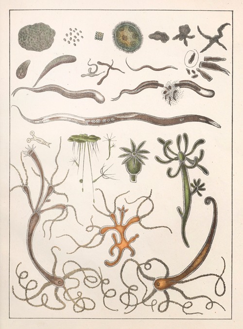 Natural History (Galerya obrazowa zwiérząt czyli Historya naturalna) Pl.12