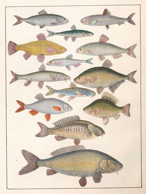 Natural History (Galerya obrazowa zwiérząt czyli Historya naturalna) Pl.15