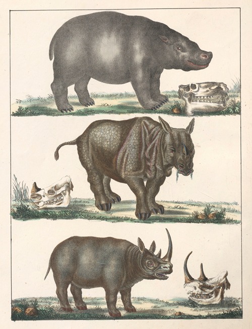 Natural History (Galerya obrazowa zwiérząt czyli Historya naturalna) Pl.17