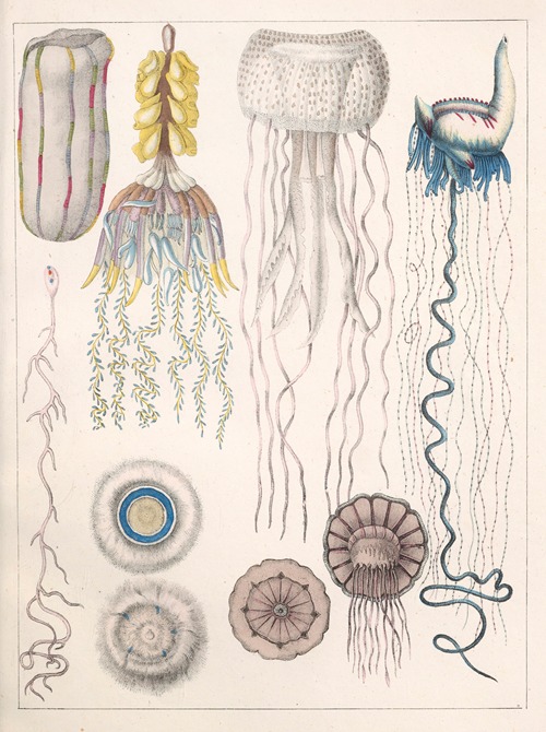Natural History (Galerya obrazowa zwiérząt czyli Historya naturalna) Pl.20